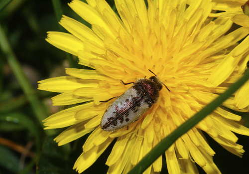 Acmaenodera pilosellae (Buprestidae).